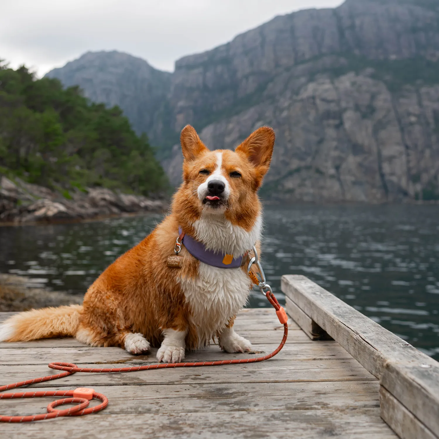 Woolly Wolf Rope Leash hundesnor terrakotta 180 cm refleks