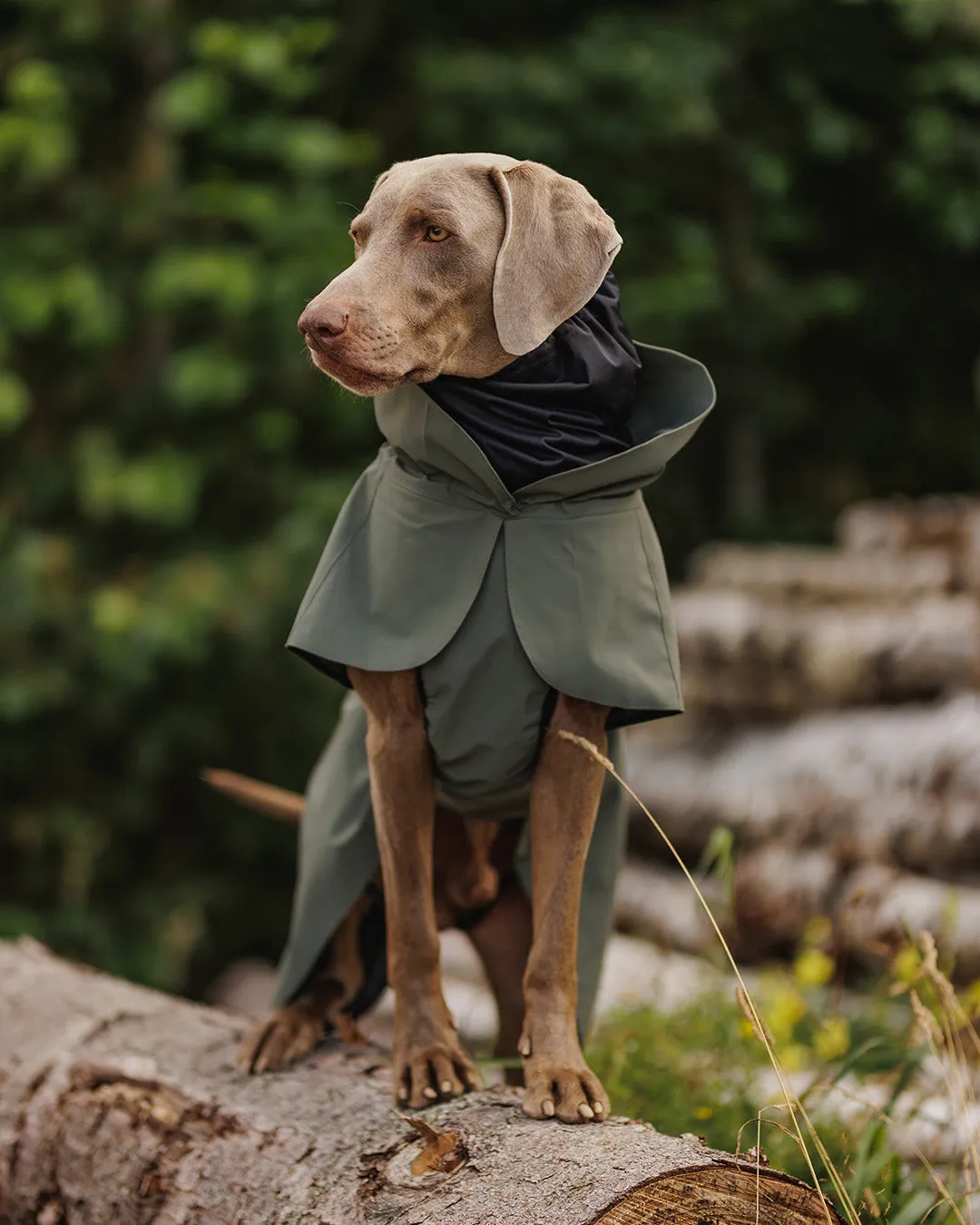 Paikka Visibility regnjakke til hund Thyme reflekterende