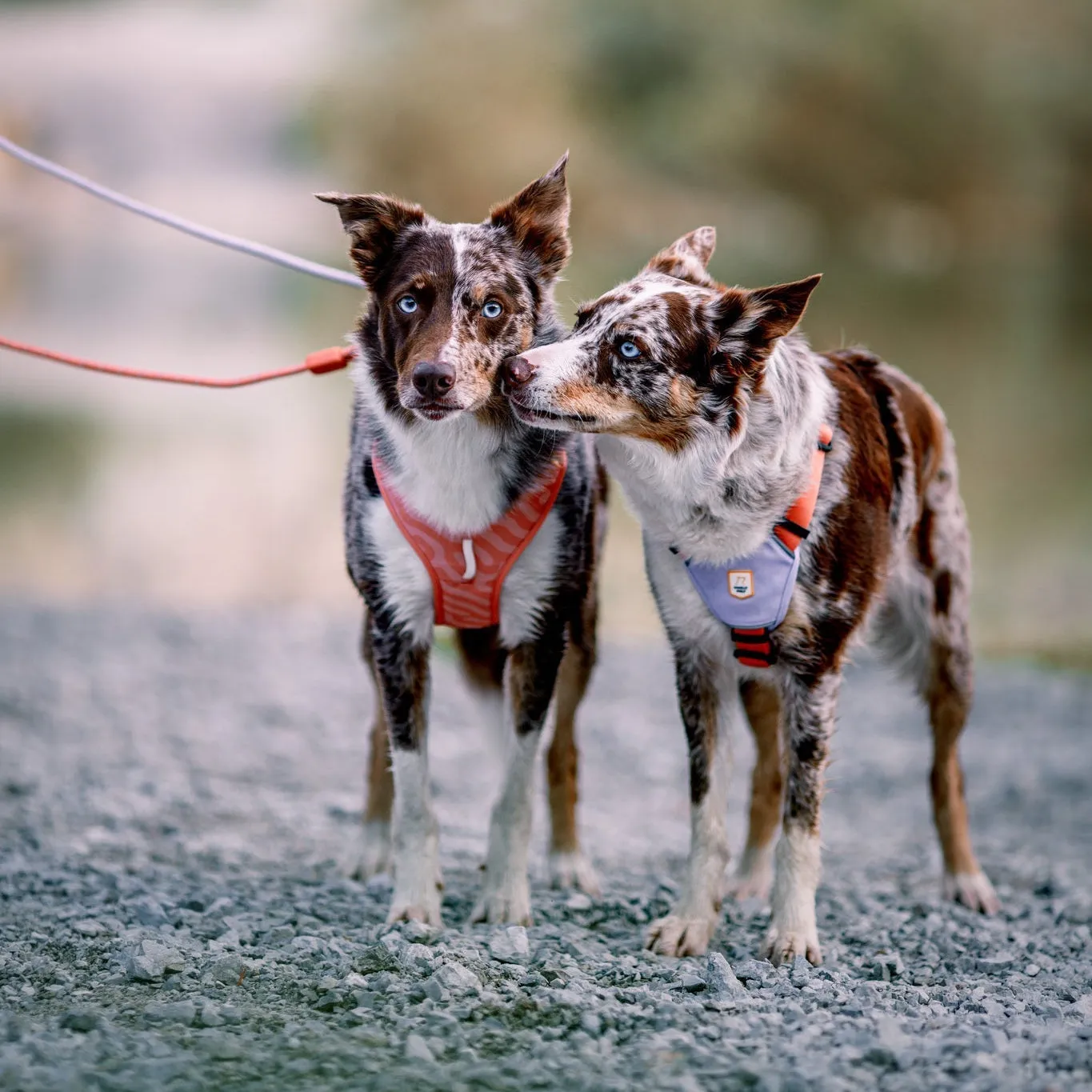 Woolly Wolf Roam hundesele lakserosa med frontklips