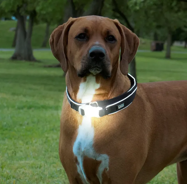 Dog Gone Smart Comet LED hundehalsbånd med lys