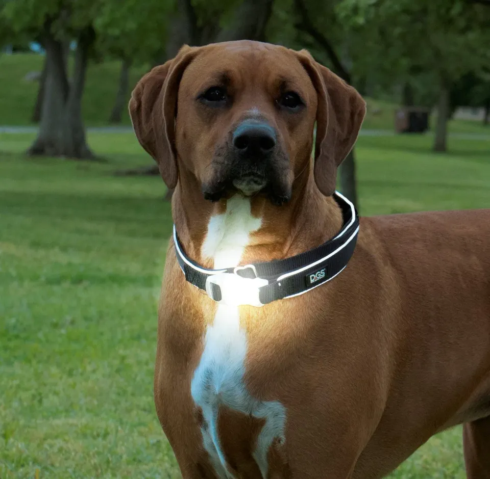 Dog Gone Smart Comet LED hundehalsbånd med lys