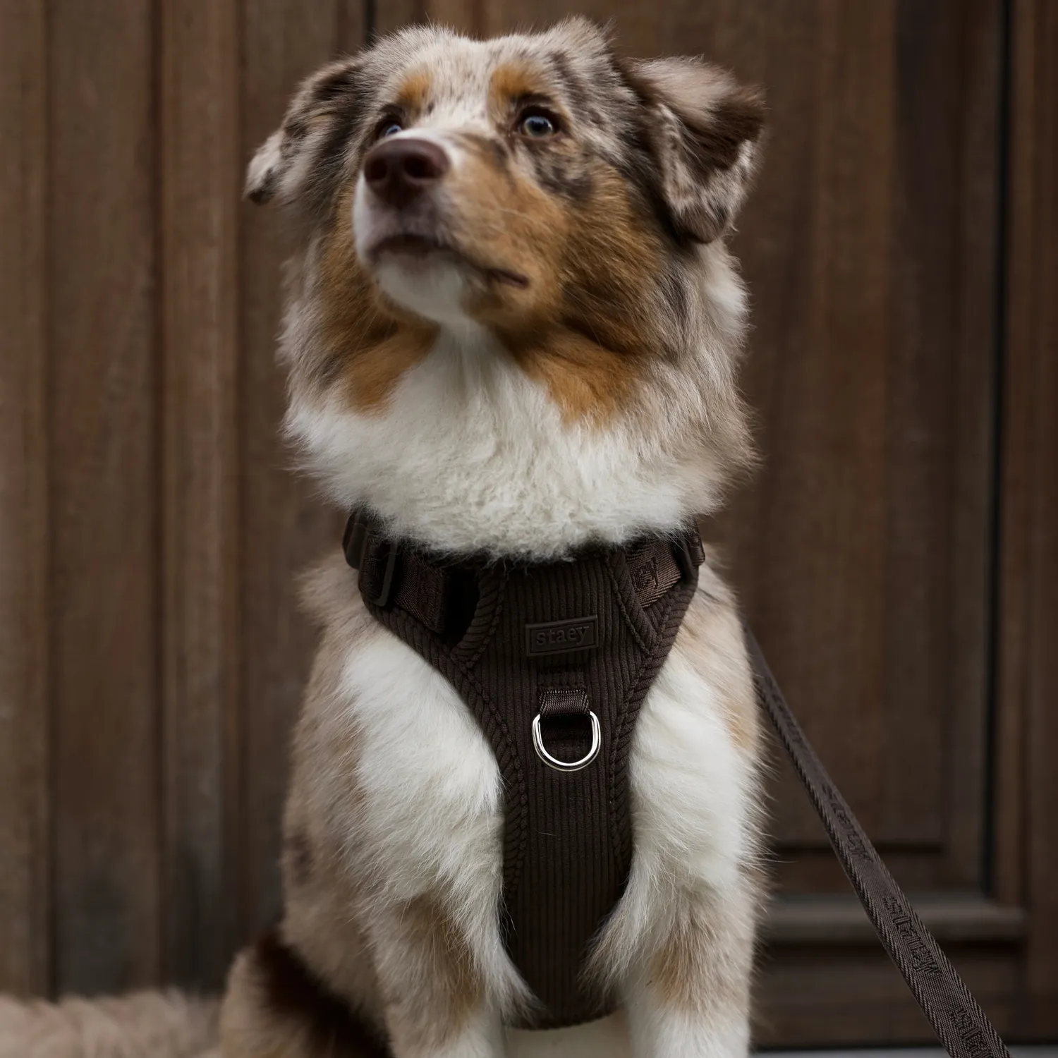 Staey Elma hundesele Dark Oak justerbar