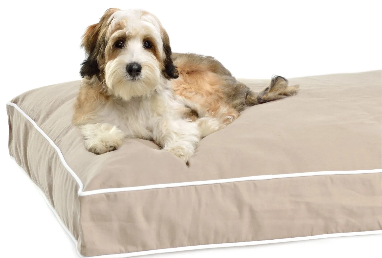 Dog Gone Smart Cotton Canvas hundeseng large espresso