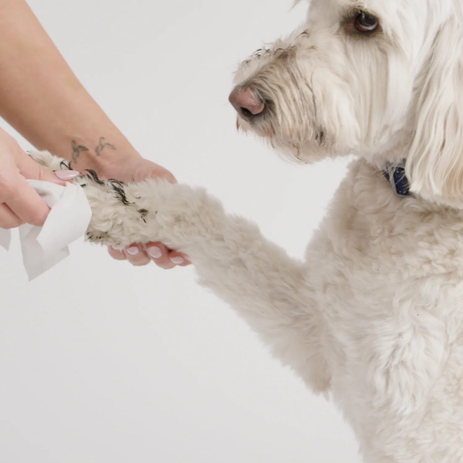 Goo-eez Premium rense-servietter til hund 100 stk