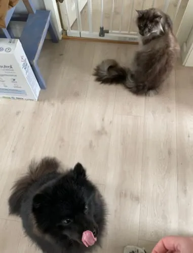 Barkii Training Treats træningsgodbidder kylling 100 g kornfri