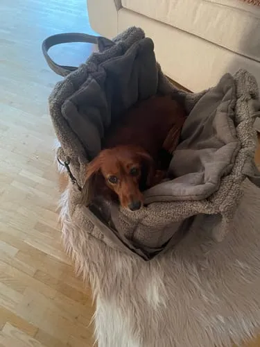 Staey Ella Carrier Bag hundetaske taupe til 9 kg