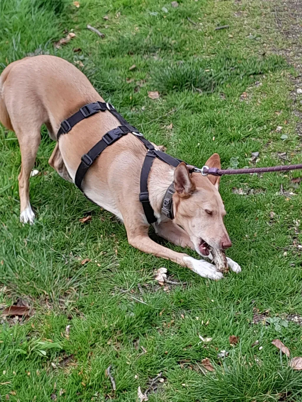 Woolly Wolf Rope Leash hundesnor mørk teal 180 cm