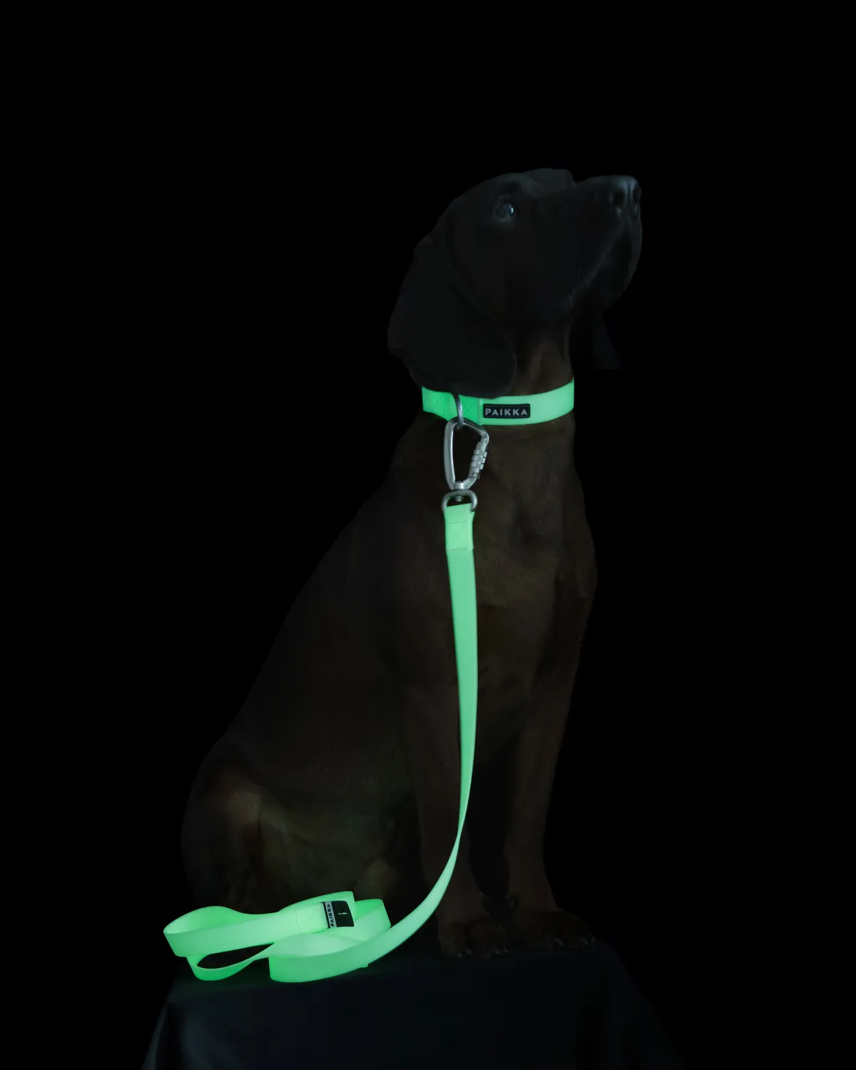 Paikka Glow hundesnor rosa 180 cm reflekterende
