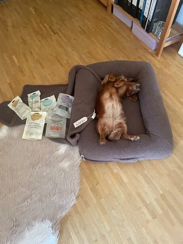 Staey Clara ortopædisk hundeseng memoryskum teddy