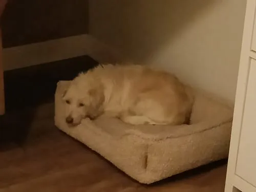 Staey Tora hundeseng Sand Curly med fast støtte