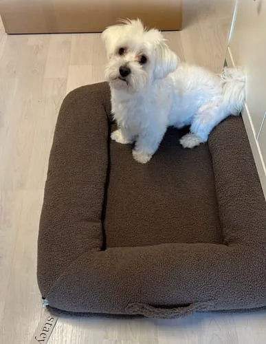 Staey Clara ortopædisk hundeseng memoryskum teddy