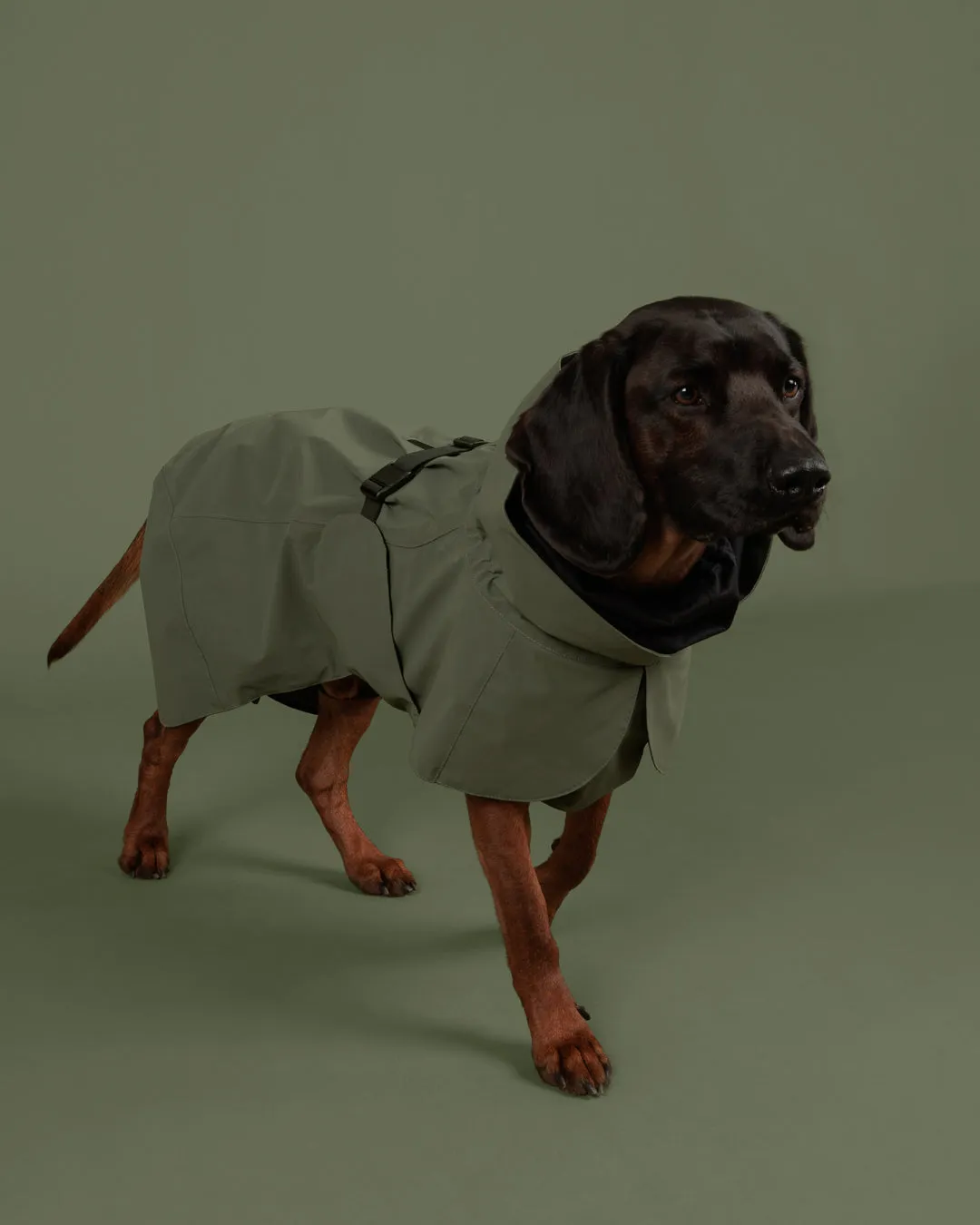 Paikka Visibility regnjakke til hund Thyme reflekterende