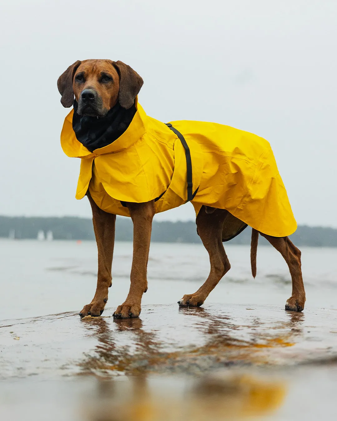 Paikka Visibility Raincoat hunderegnjakke gul reflekterende
