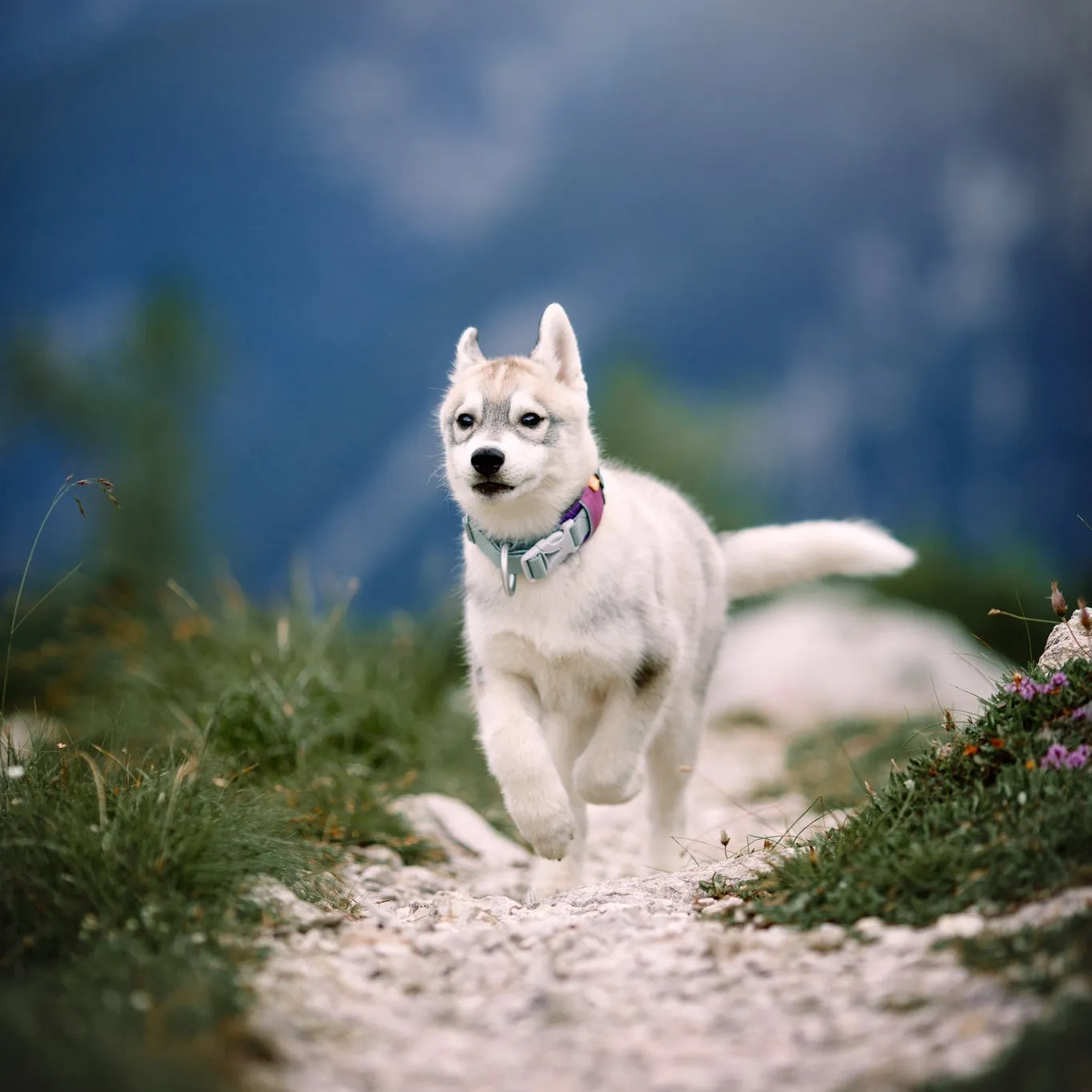 Woolly Wolf Alpha 360 hundehalsbånd mauve mix letvægt