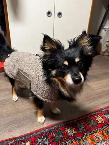 Staey Teddy hundefrakke Taupe overgangsjakke blød teddy