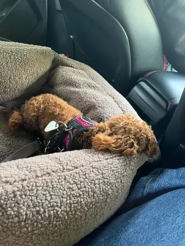 Staey Clara bilsæde til hund Limited Edition Teddy