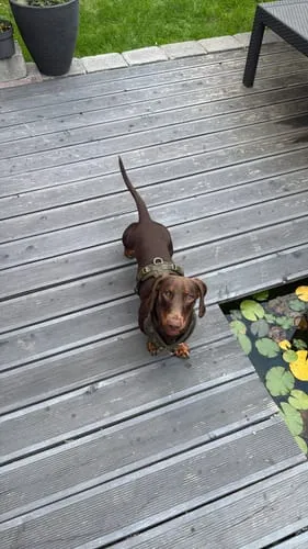 Staey Numa hundesele Mocca let Y-sele