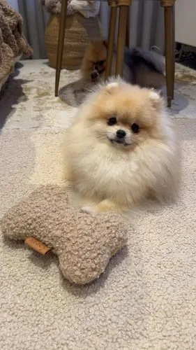 Staey Bone hundelegetøj Sand Curly blød