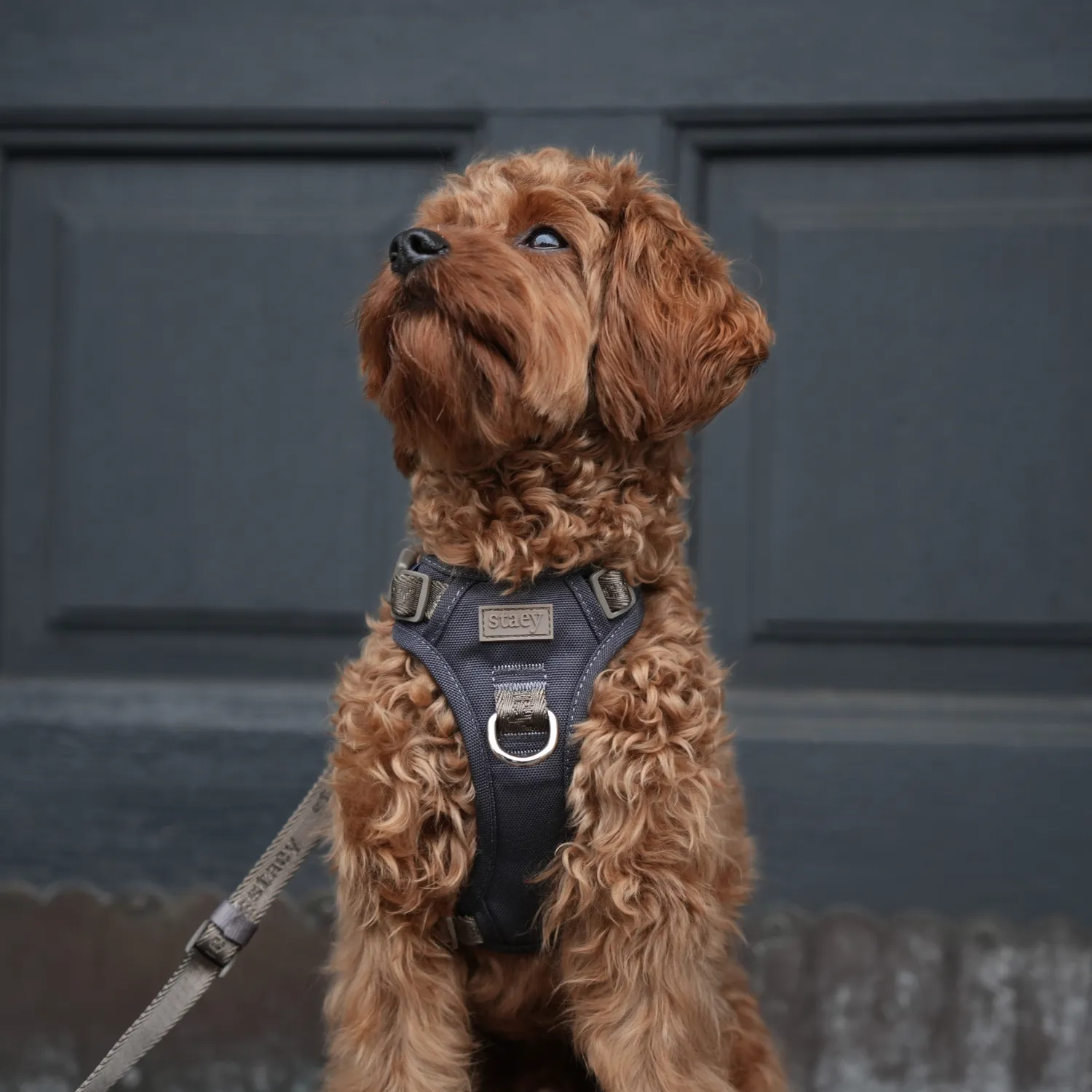 Staey Elma Active hundesele Storm med håndtag