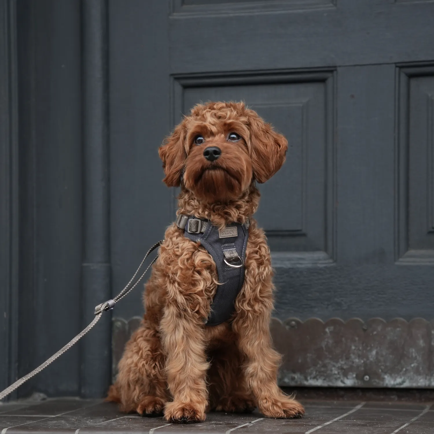 Staey Elma Active hundesele Storm med håndtag