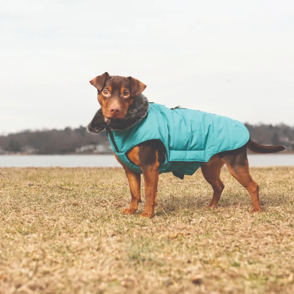 Dog Gone Smart Hemlock Puffy hundejakke 16" indigo varm
