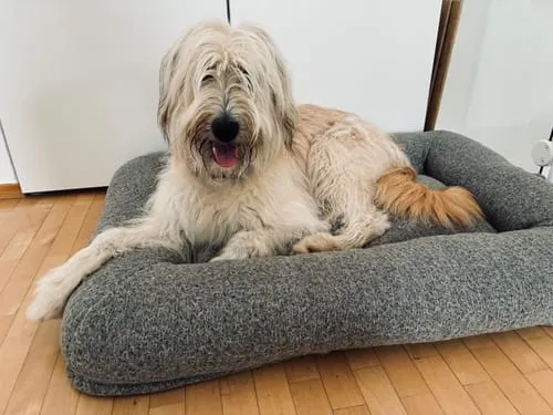 Staey Curl hundeseng Taupe Medium blød
