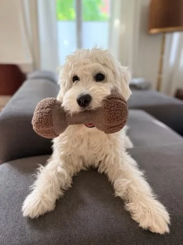Staey Clara snuselegetøj Limited Edition brun teddy