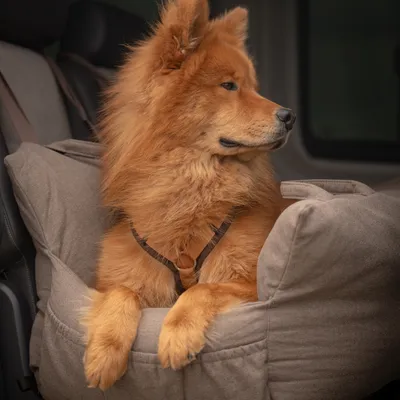 Staey Lara autostol XXL Taupe til 2 hunde
