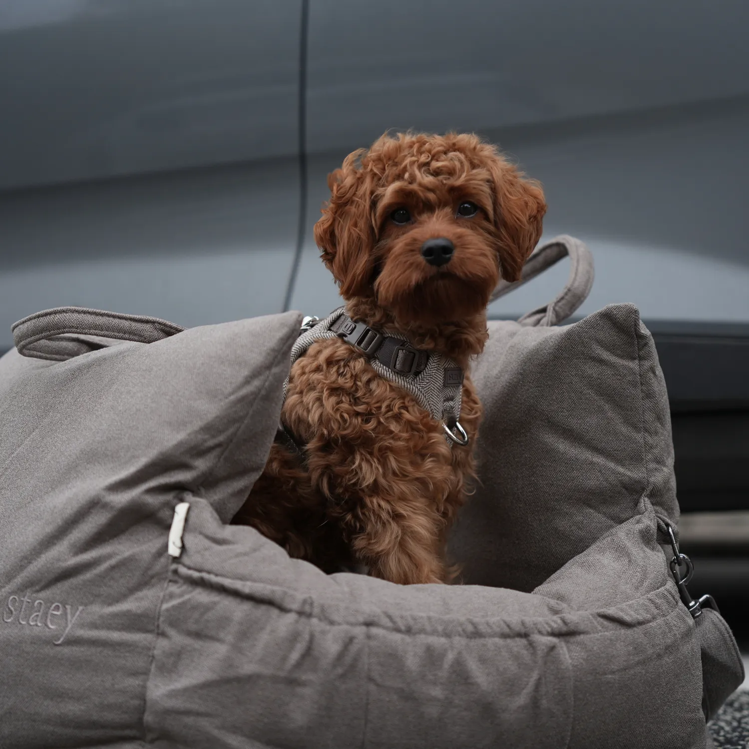 Staey Lara bilsæde til hund Taupe 2.0 op til 18 kg