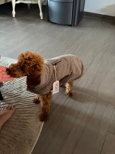 Staey Teddy hundefrakke Taupe overgangsjakke blød teddy