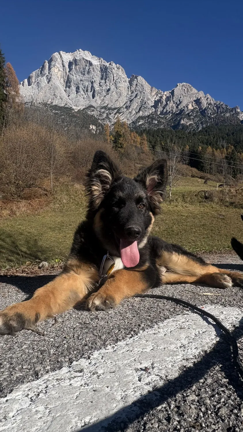 Woolly Wolf Raven Black hundehalsbånd sort genbrugspolyester