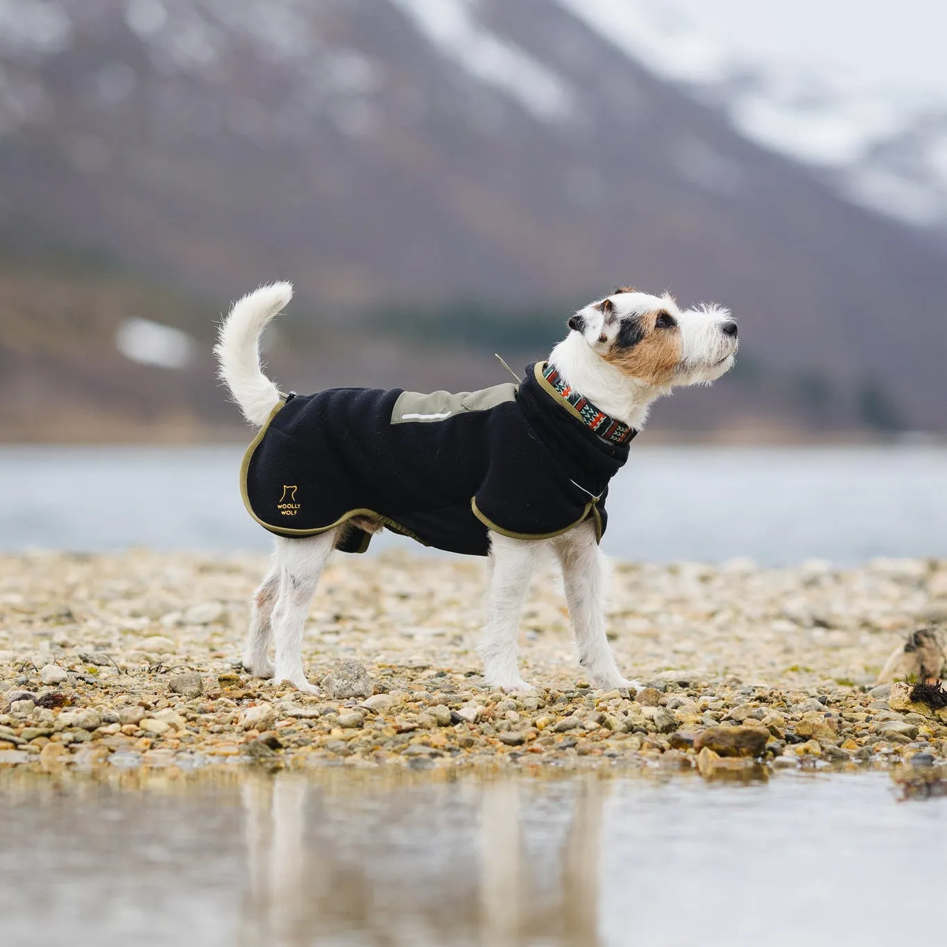 Woolly Wolf Alpha 360 hundetrøje sort mosgrøn