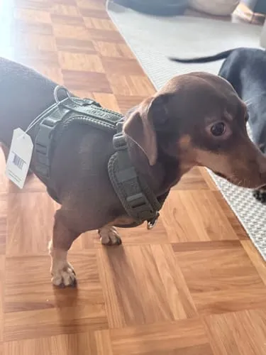 Staey Numa hundesele Mocca let Y-sele