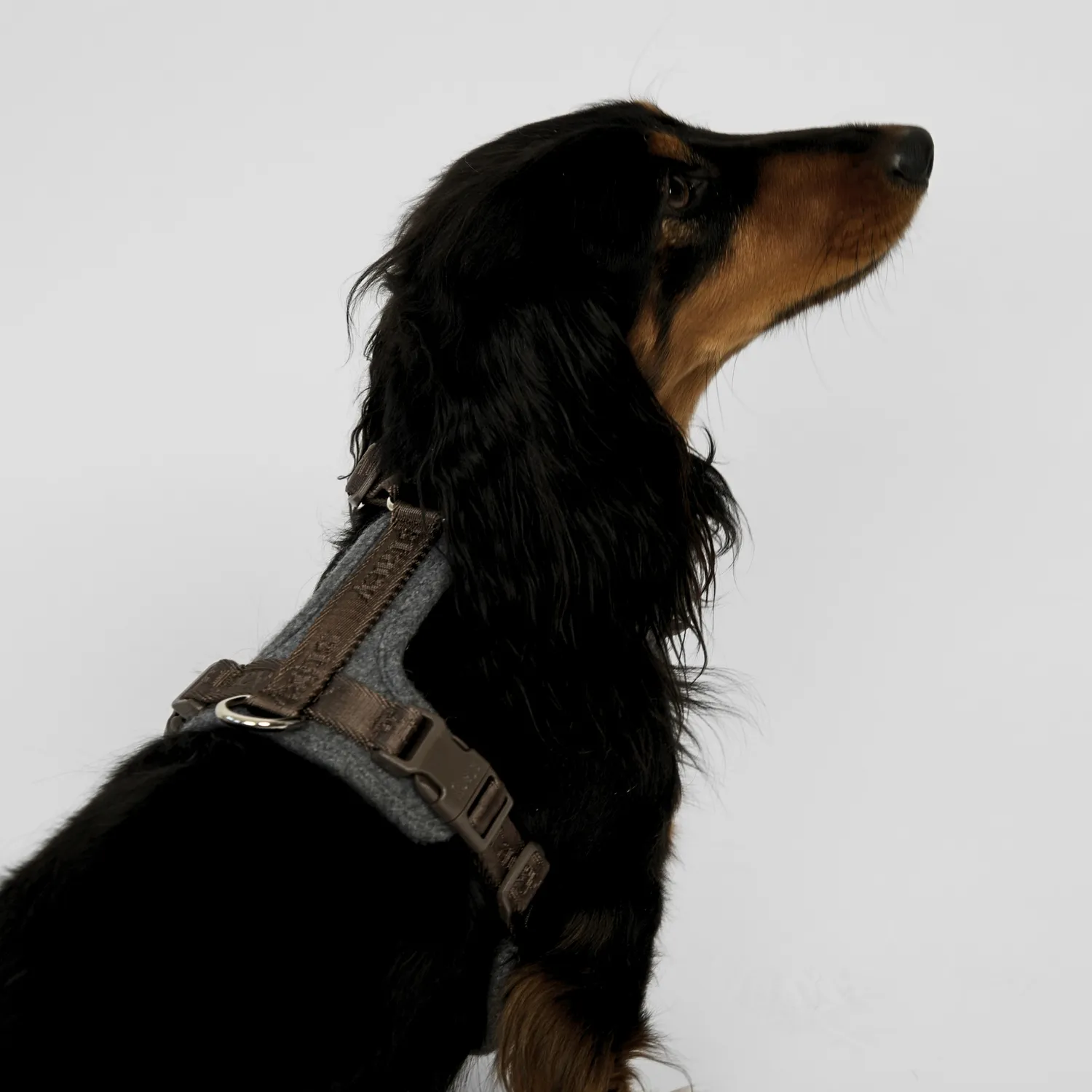 Staey Numa hundesele Stone let med front+ryg