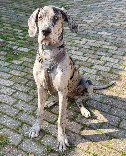 Staey Numa hundesele Mocca let Y-sele