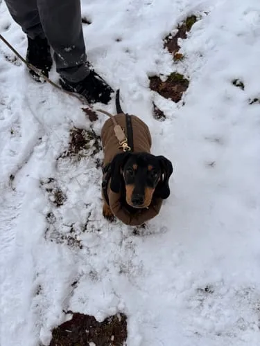 Staey Kaia flettet hundesnor Taupe læder 2 m